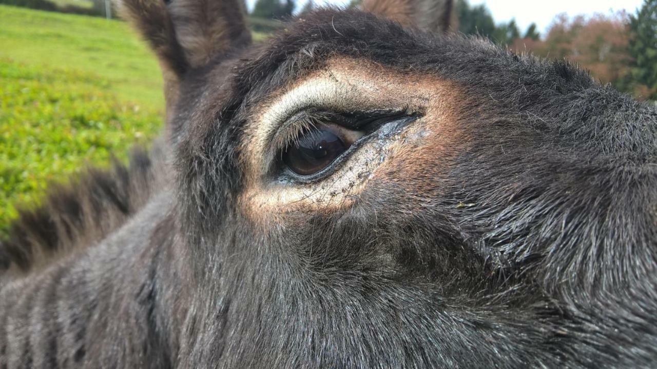 Sassen Funny-Farmヴィラ エクステリア 写真
